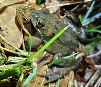 Amphibien auf dem Bruderholz