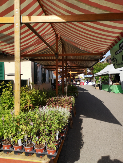 Wildpflanzen- und Kräutermarkt