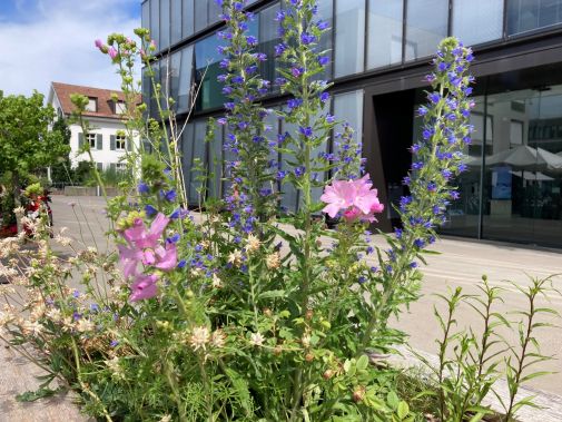 Hochbeete mit Wildstauden vor dem Gemeindehaus: Eine Möglichkeit, auch kleine Randflächen, Gartenecken oder Balkonkisten naturnah zu gestalten und zu bepflanzen.