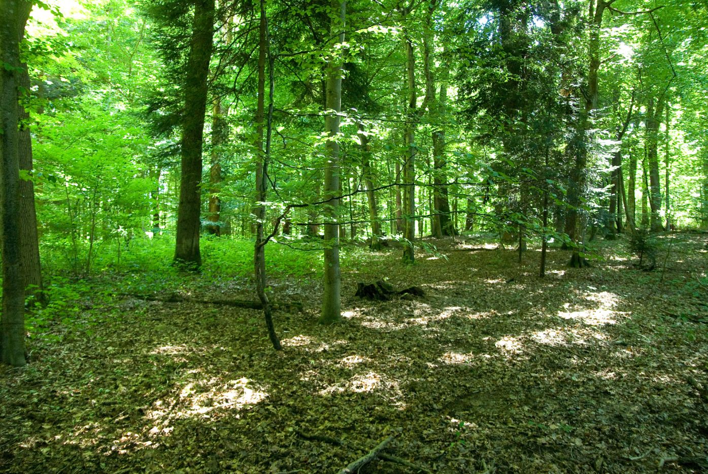Wald in Reinach