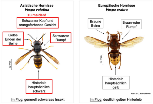 Die asiatische Hornisse (links)