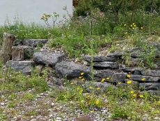 Gärten naturnah gestalten: Einladung zum Infoabend