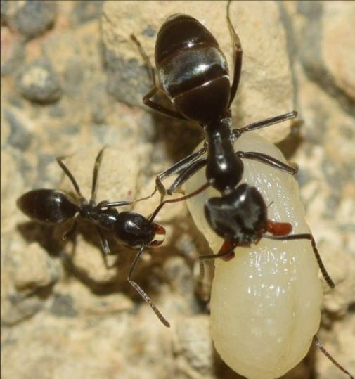 Die unterschiedliche Individuengrösse von 2 bis 4 mm ist eines der Merkmale von Tapinoma nigerrimum aggr. (Quelle: www.gbif.org)