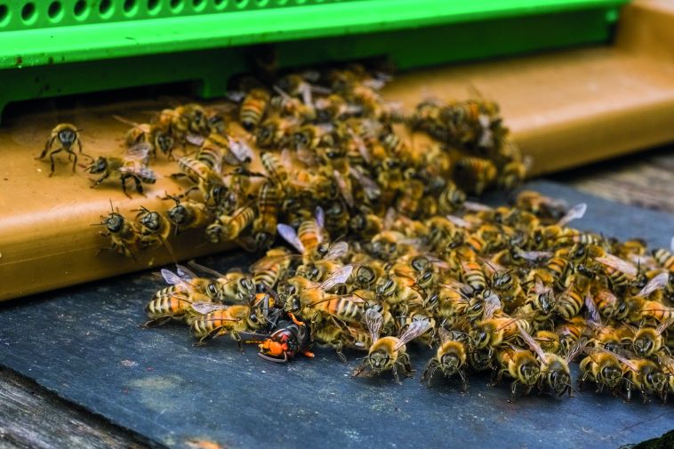 Für Bienenvölker ist die Asiatische Hornisse gefährlich.