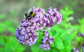 Wilder Dost (Oregano)