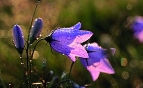 Rundblättrige Glockenblume