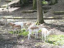 Tierpark