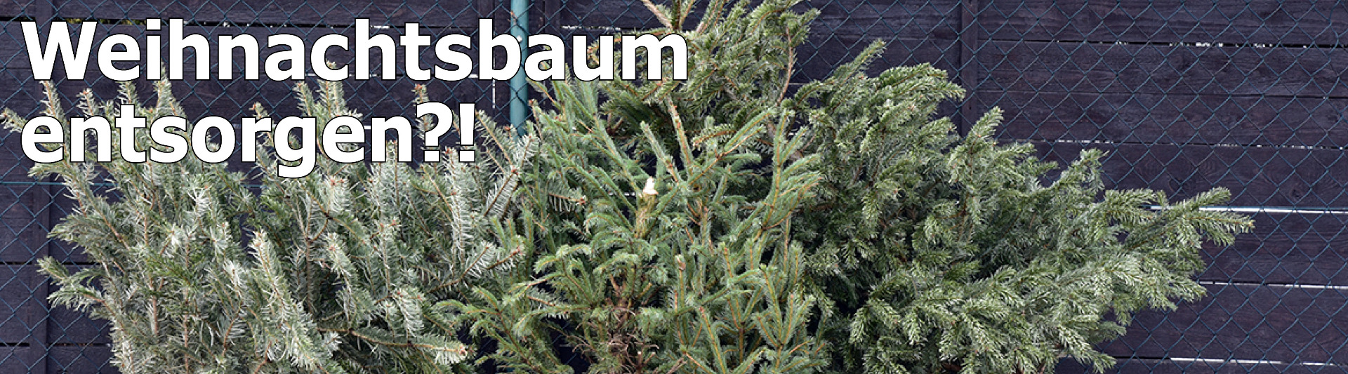 Weihnachtsbaum