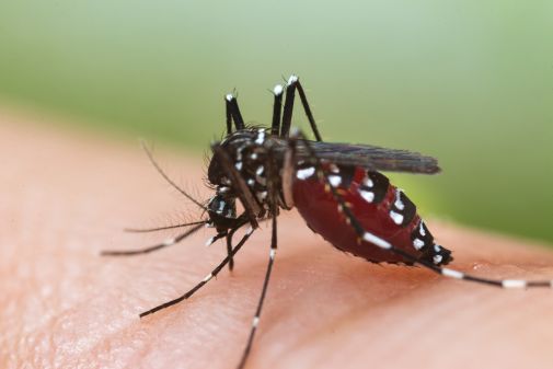 Die asiatische Tigermücke